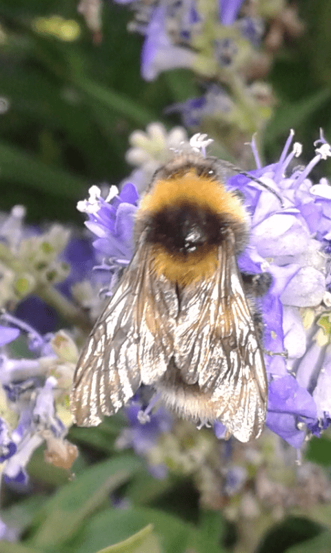 Apidae : Bombus (Megabombus) hortorum?  S